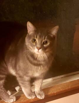 Rescue Domestic Short Hair Cats for Adoption in Wantage, New Jersey - Stormy | PetCurious