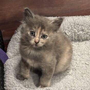 Hannah -  Domestic Medium Hair Cat for Adoption in Kenosha, Wisconsin - Hannah | PetCurious