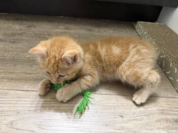 Squid (26-128 C) -  Domestic Short Hair Cat for Adoption in Lansing, Michigan - Squid (26-128 C) | PetCurious