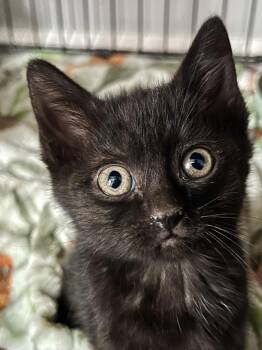 Mr Rainbow Sprinkles -  Domestic Medium Hair Cat for Adoption in Fishers, Indiana - Mr Rainbow Sprinkles | PetCurious
