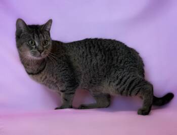 Domestic Short Hair Cats Available for Adoption - Veronica | PetCurious