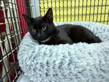 Domestic Short Hair Cats Available for Adoption - Sydney | PetCurious