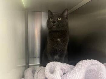 PHANTOM -  Domestic Short Hair Cat for Adoption in Colorado Springs, Colorado - PHANTOM | PetCurious