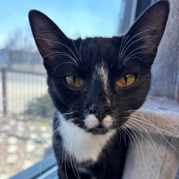 Queen Tuxankhamun -  Domestic Short Hair Cat for Adoption in Monticello, Iowa - Queen Tuxankhamun | PetCurious