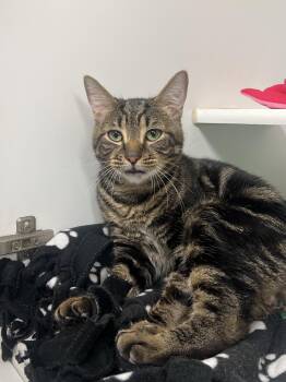 Emmett -  Domestic Short Hair Cat for Adoption in Reisterstown, Maryland - Emmett | PetCurious