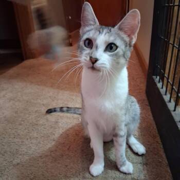 Rescue Domestic Short Hair Cats for Adoption in Warrenton, Oregon - Olive (Scott Mother Cat) | PetCurious