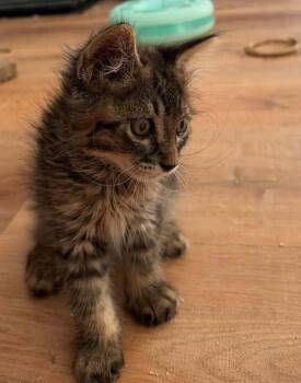 Granite -  Domestic Short Hair Cat for Adoption in Salt Lake City, Utah - Granite | PetCurious