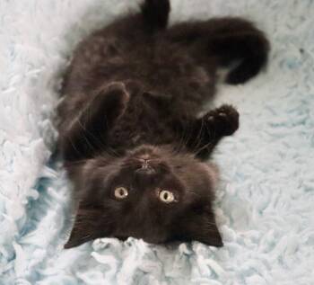 Rescue Maine Coon and Domestic Long Hair Cats for Adoption in St. Augustine, Florida - Bartholomew | PetCurious