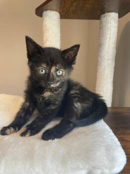26-34 Peppermint Patty -  Domestic Short Hair Cat for Adoption in St. Helens, Oregon - 26-34 Peppermint Patty | PetCurious