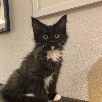 Empanada -  Domestic Medium Hair Cat for Adoption in Portland, Oregon - Empanada | PetCurious
