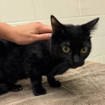 Glacier -  Domestic Short Hair Cat for Adoption in Murray, Utah - Glacier | PetCurious