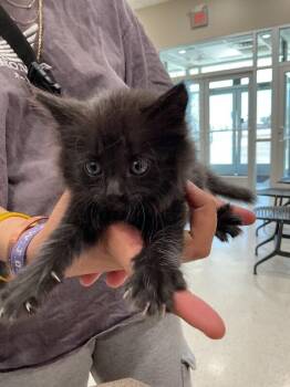 Keiko -  Domestic Long Hair Cat for Adoption in Hobbs, New Mexico - Keiko | PetCurious