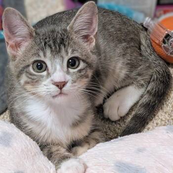 Sunny Dicke -  Domestic Short Hair and Tabby Cat for Adoption in Morrison, Colorado - Sunny Dicke | PetCurious