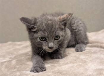 Domestic Short Hair Cats Available for Adoption in Moreno Valley, California - A551219 | PetCurious