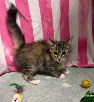 Sissi, Sam, Sally -  Domestic Short Hair Cat for Adoption in Elizabethtown, North Carolina - Sissi, Sam, Sally | PetCurious