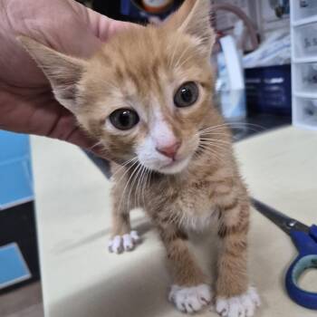 Billy Idol -  Domestic Short Hair Cat for Adoption in Ardmore, Oklahoma - Billy Idol | PetCurious