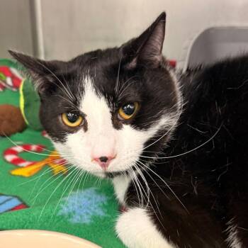 Sushi -  Domestic Short Hair Cat for Adoption in Evansville, Indiana - Sushi | PetCurious