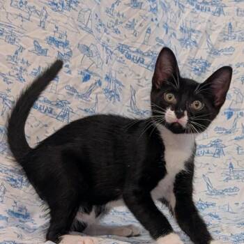 Finn -  Domestic Short Hair Cat for Adoption in Lutz, Florida - Finn | PetCurious