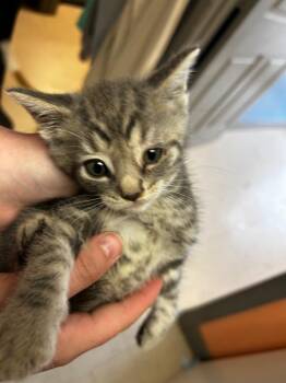 Dragon Fly -  Domestic Short Hair Cat for Adoption in Morgantown, Kentucky - Dragon Fly | PetCurious