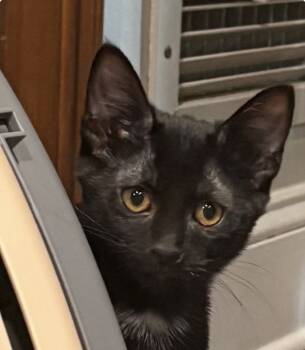 Rescue Domestic Short Hair Cats for Adoption in Lake Wylie, South Carolina - Marshmallow | PetCurious