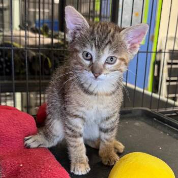 Avery -  Domestic Short Hair Cat for Adoption in Saginaw, Michigan - Avery | PetCurious
