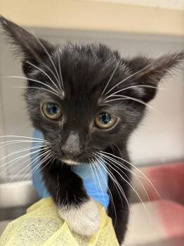 RICOTTA -  Domestic Short Hair Cat for Adoption in Las Vegas, Nevada - RICOTTA | PetCurious