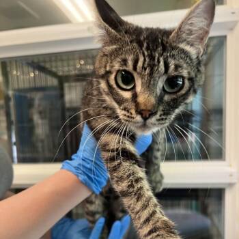 Latte -  Domestic Short Hair Cat for Adoption in Port Townsend, Washington - Latte | PetCurious