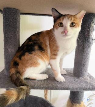 Slippers -  Domestic Short Hair Cat for Adoption in Metropolis, Illinois - Slippers | PetCurious