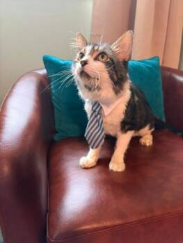 HUGO -  Tabby and Domestic Short Hair Cat for Adoption in Northfield, Ohio - HUGO | PetCurious