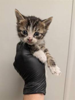 OAK - IN FOSTER -  Domestic Short Hair Cat for Adoption in Ontario, California - OAK - IN FOSTER | PetCurious