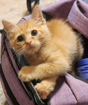 Ironman -  Domestic Long Hair Cat for Adoption in Republic, Missouri - Ironman | PetCurious