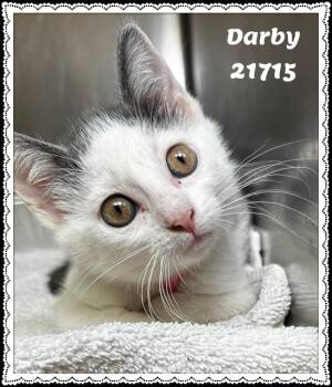 DARBY see also WILLOW -  Domestic Short Hair Cat for Adoption in Marietta, Georgia - DARBY See Also WILLOW | PetCurious