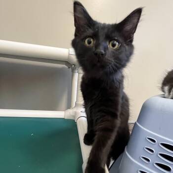 Batman -  Domestic Short Hair Cat for Adoption in Sonoma, California - Batman | PetCurious