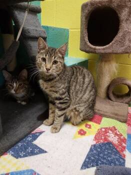 Blue Jay -  Domestic Short Hair Cat for Adoption in Pottsville, Pennsylvania - Blue Jay | PetCurious