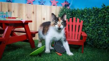 Calypso -  Calico and Domestic Short Hair Cat for Adoption in Lucas, Texas - Calypso | PetCurious