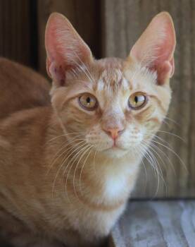 Domestic Short Hair Cats Available for Adoption in North Fort Myers, Florida - Alex | PetCurious