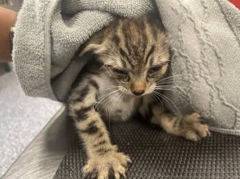 Domestic Short Hair Cats Available for Adoption in Thousand Palms, California - A1914668 | PetCurious