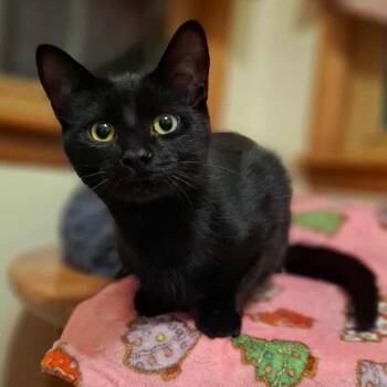 Rescue Domestic Short Hair Cats for Adoption in Watertown, Wisconsin - Bodie | PetCurious