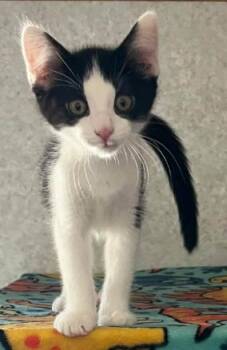 Fletcher -  Domestic Short Hair Cat for Adoption in Battle Creek, Michigan - Fletcher | PetCurious
