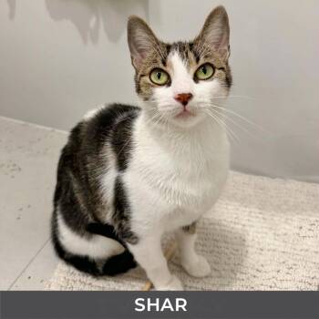 Shar -  Domestic Short Hair Cat for Adoption in Toronto, Ontario - Shar | PetCurious