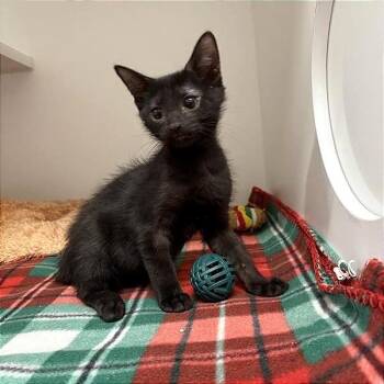 Bruno Mars -  Domestic Short Hair Cat for Adoption in Phoenix, Arizona - Bruno Mars | PetCurious