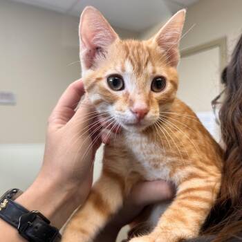 Blondie -  Domestic Short Hair Cat for Adoption in Myerstown, Pennsylvania - Blondie | PetCurious