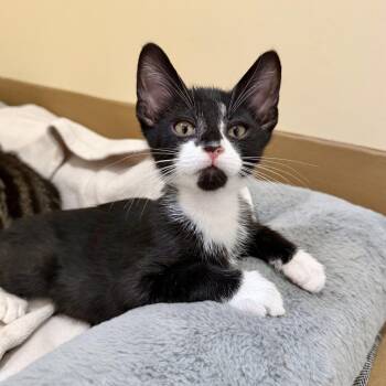 Grilled Cheese -  Domestic Short Hair Cat for Adoption in Agoura Hills, California - Grilled Cheese | PetCurious