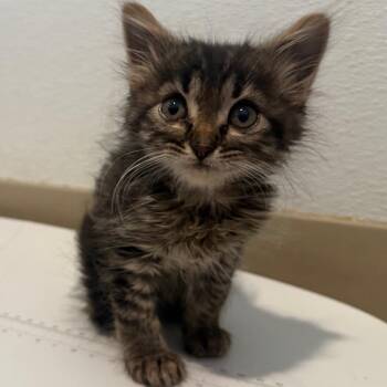 Ron -  Domestic Medium Hair Cat for Adoption in Cedaredge, Colorado - Ron | PetCurious