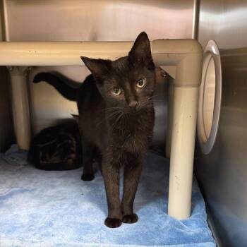 Jolene -  Domestic Short Hair Cat for Adoption in Windsor, Virginia - Jolene | PetCurious