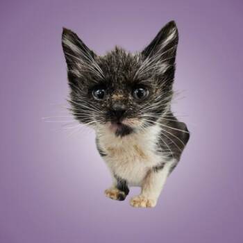 Domestic Short Hair Cats Available for Adoption in Austin, Texas - Catfish 8 | PetCurious