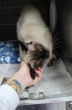 Siamese Cats Available for Adoption in Pasadena, California - CAIN | PetCurious