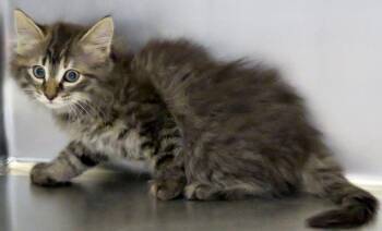 River  -  Domestic Long Hair Cat Available for Adoption in Lexington, Virginia - River  | PetCurious