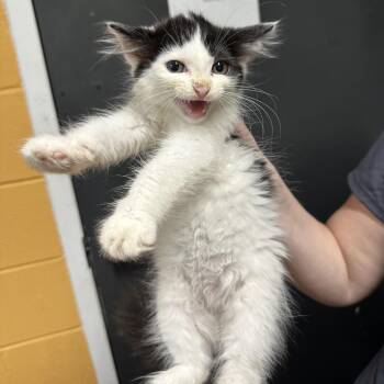 Domestic Medium Hair Cats Available for Adoption in Morganton, North Carolina - Cow | PetCurious