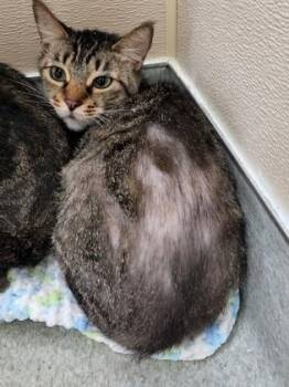 Domestic Short Hair Cats Available for Adoption in Roseville, California - Baby Girl | PetCurious